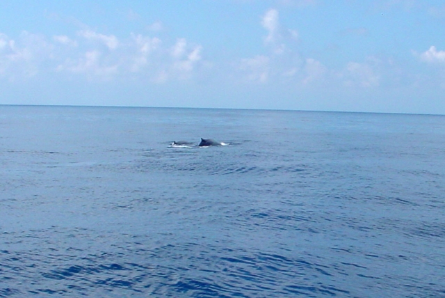 Golfinhos Cachalotes Tartarugas 